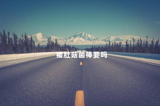 猪肚菇菌棒要吗