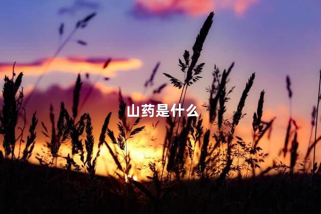 山药是什么