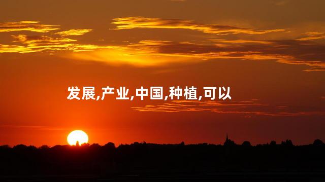 发展,产业,中国,种植,可以